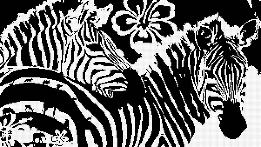 зебры - черно-белое, зебры - предпросмотр