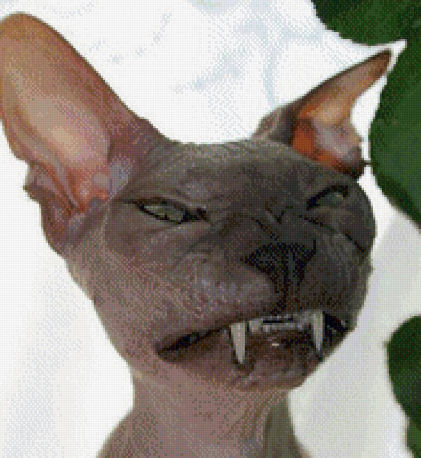 Котейка - кот - предпросмотр