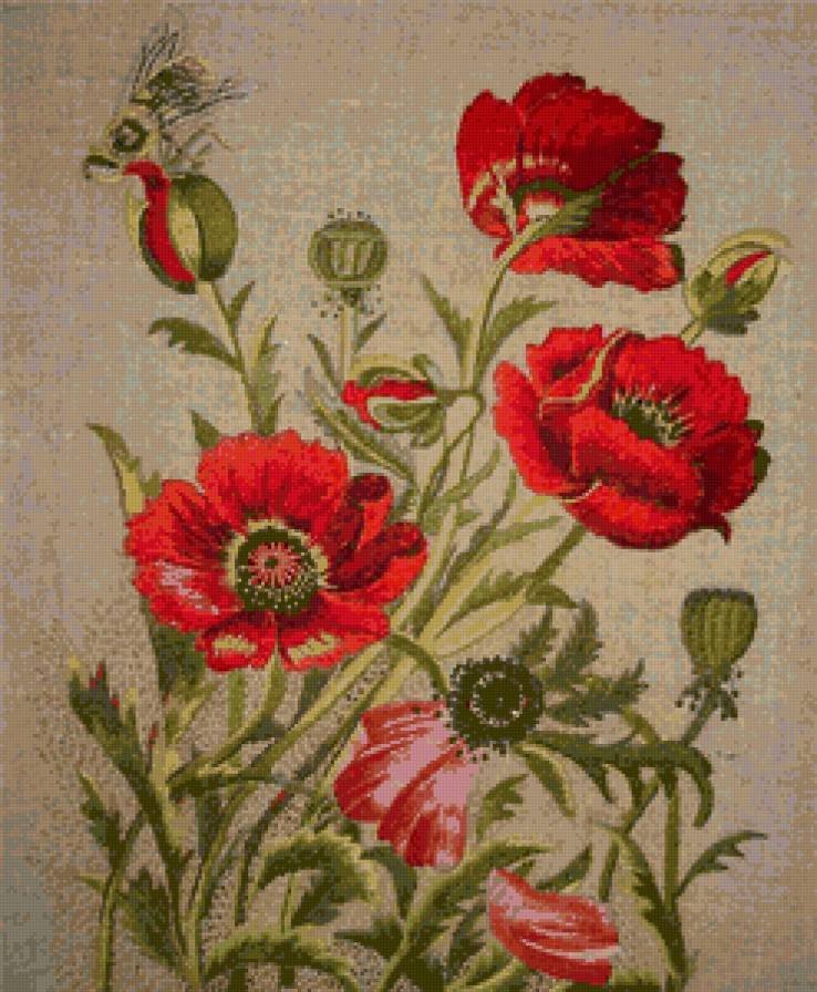 маки - оригинал