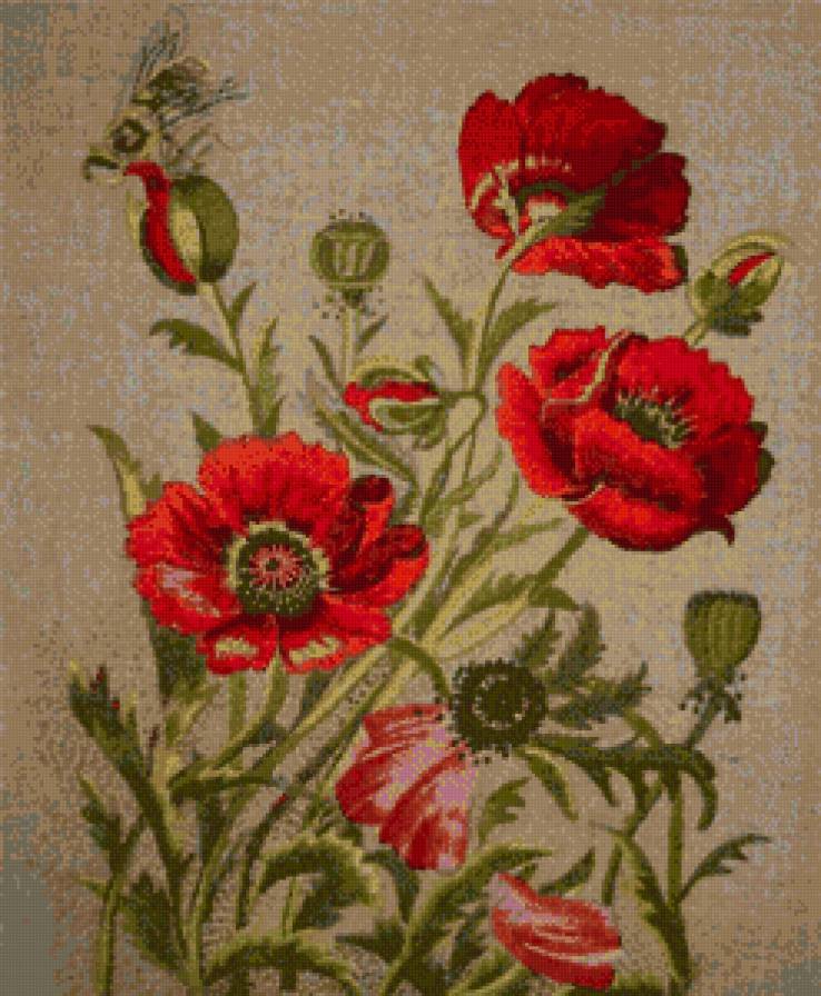 маки - предпросмотр