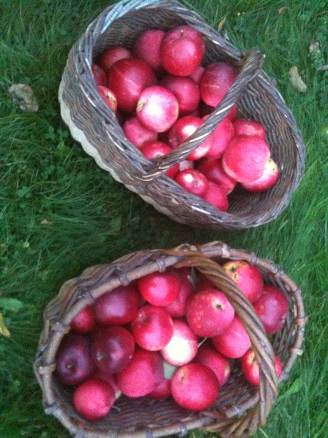 Плоды осени - осень, плоды, яблоки - оригинал