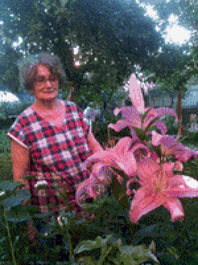 Лилия - цветы, лилии - предпросмотр