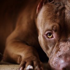 Схема вышивки «стафф»