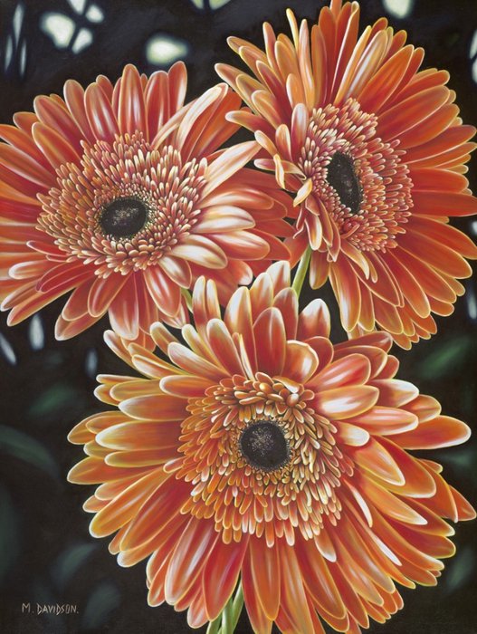 герберы - цветы, гербера - оригинал