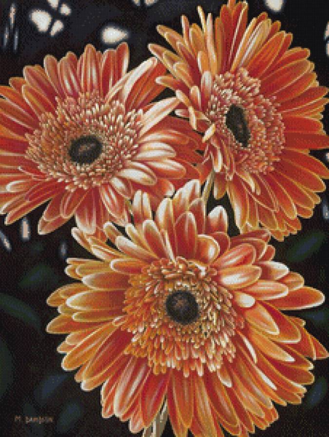 герберы - гербера, цветы - предпросмотр