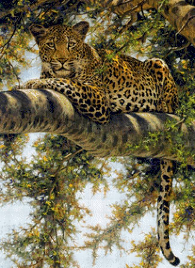 леопард - дикая природа - предпросмотр