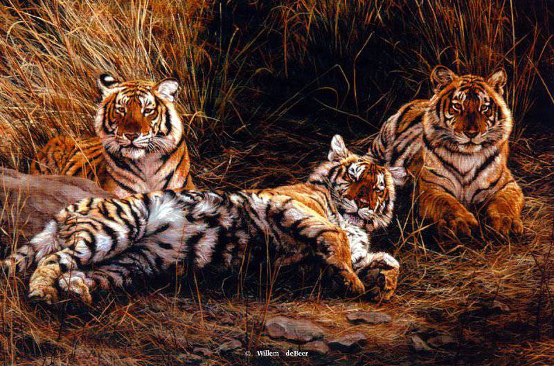 тигры - дикая природа - оригинал