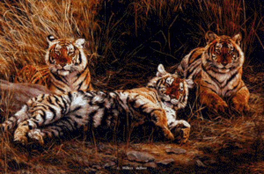 тигры - дикая природа - предпросмотр