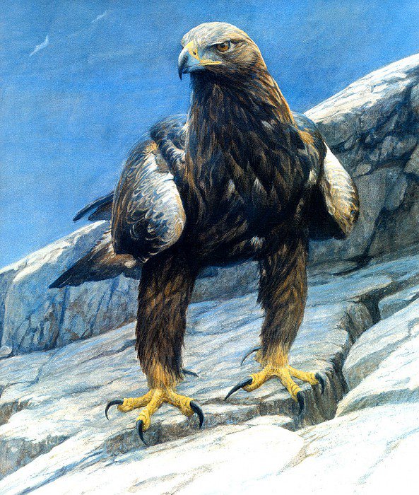 0231 - орел, красота живопись, птицы, картина, природа - оригинал