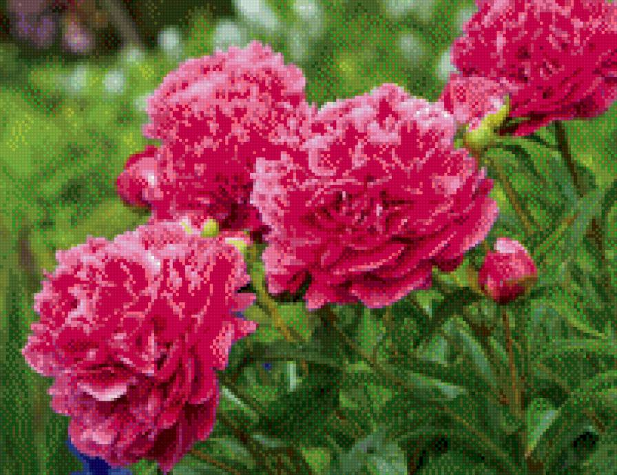 Пионы на грядке - предпросмотр