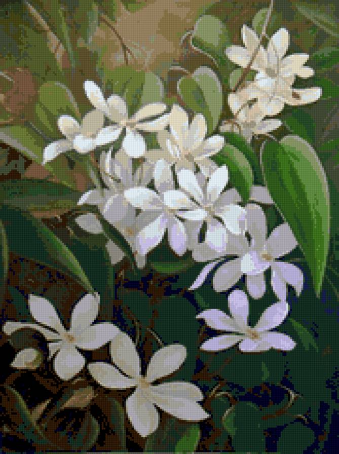 Клематисы Юлии Кудряшовой - цветы, клематисы - предпросмотр