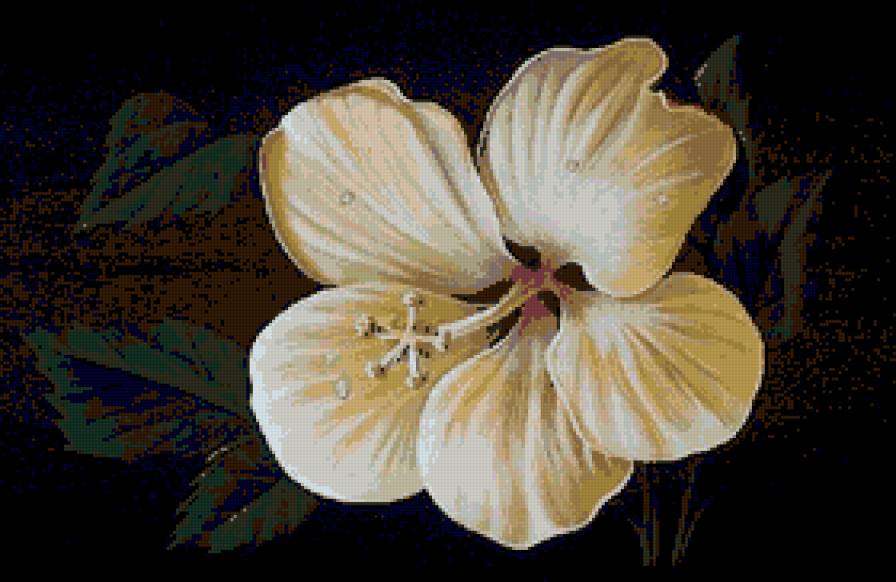 Ночная красавица Юлии Кудряшовой - цветы - предпросмотр