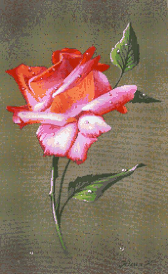 Роза Юлии Кудряшовой - роза, цветы - предпросмотр