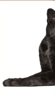 пантера часть 1 - оригинал