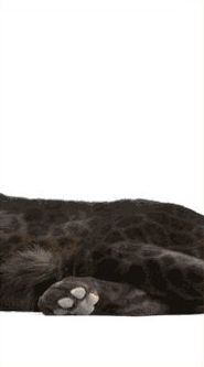 пантера часть 3 - оригинал