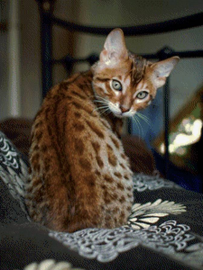 Кошечка - коты, кошки, домашние животные - предпросмотр