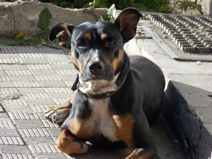 Дези - дези - оригинал