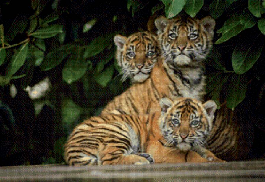 семья - животные - предпросмотр