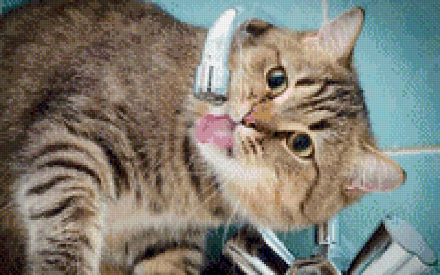 Кот - кот - предпросмотр