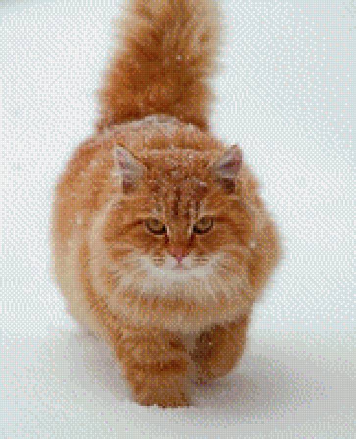 Рыжий котяра - кот - предпросмотр
