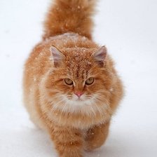 Рыжий котяра
