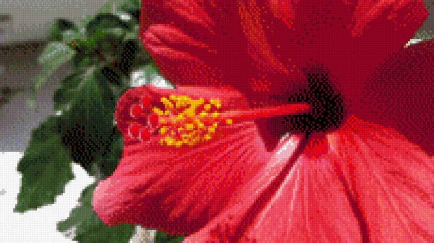 Гибискус - цветок - предпросмотр