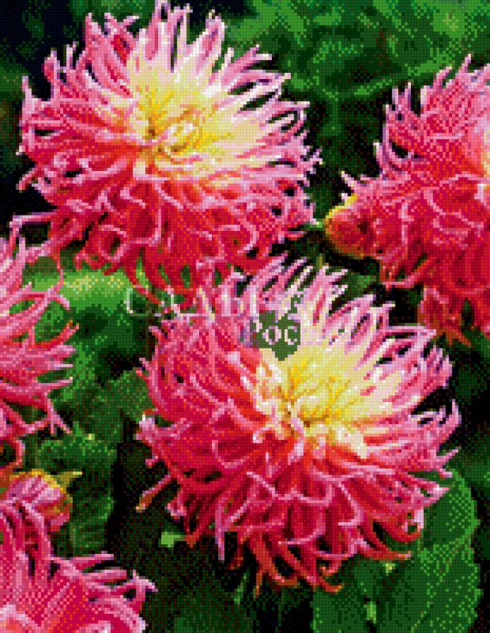 Звёздный любимец - георгин, цветы - предпросмотр