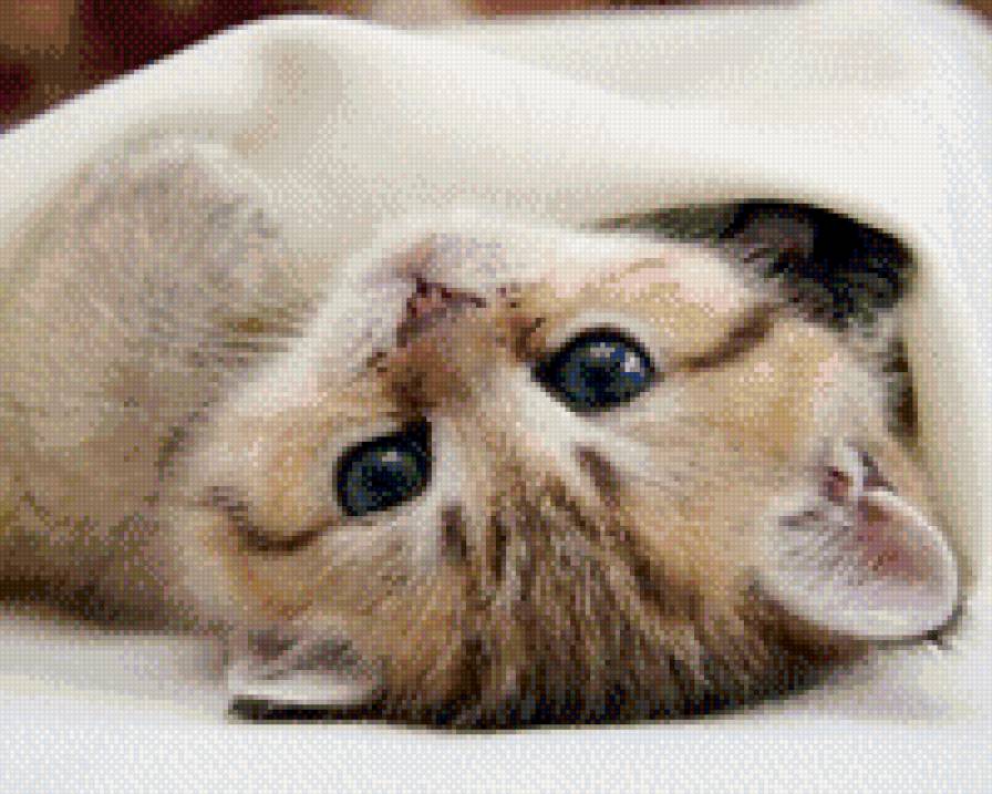 Котейка - котик - предпросмотр