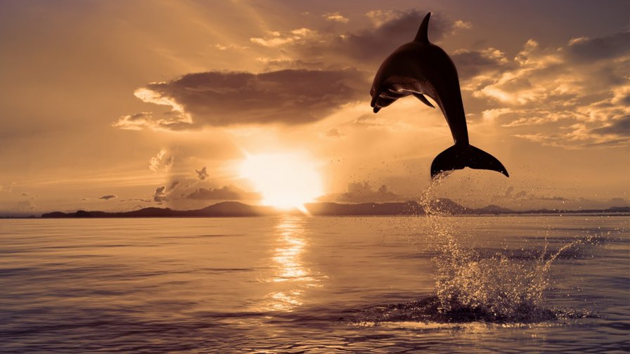 Прыжок дельфина - дельфины, животные, закат - оригинал