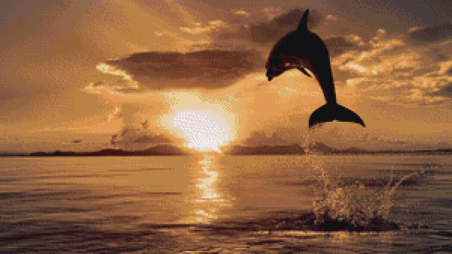 Прыжок дельфина - животные, закат, дельфины - предпросмотр