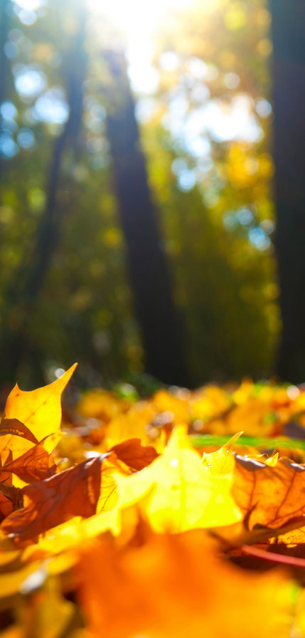 Осенние листья. Триптих ч.1 - осень, листья, триптих - оригинал