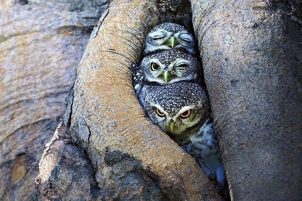 три стадии пробуждения - совята - оригинал