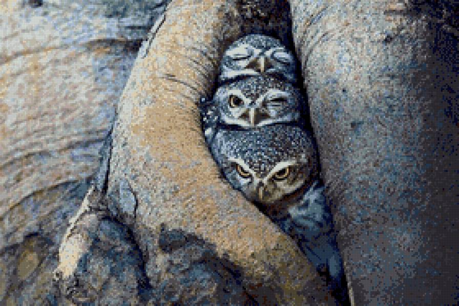 три стадии пробуждения - совята - предпросмотр