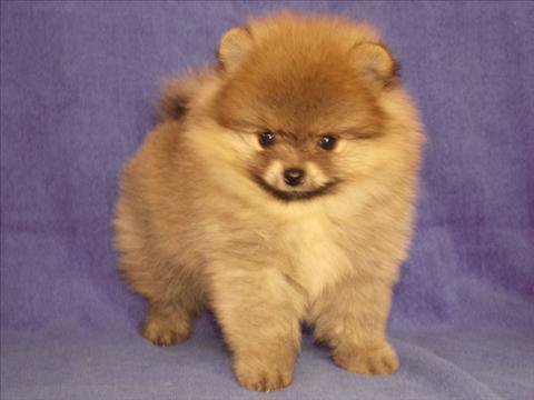 подарок - оригинал