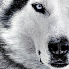 Схема вышивки «белый волк 161 2»