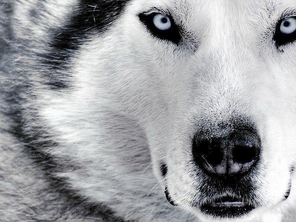 белый волк 161 2 - оригинал