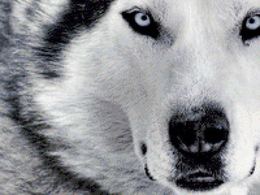 белый волк 161 2 - предпросмотр