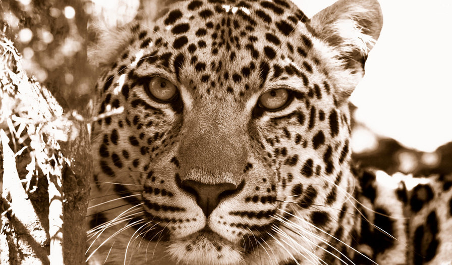 леопард 161 - оригинал