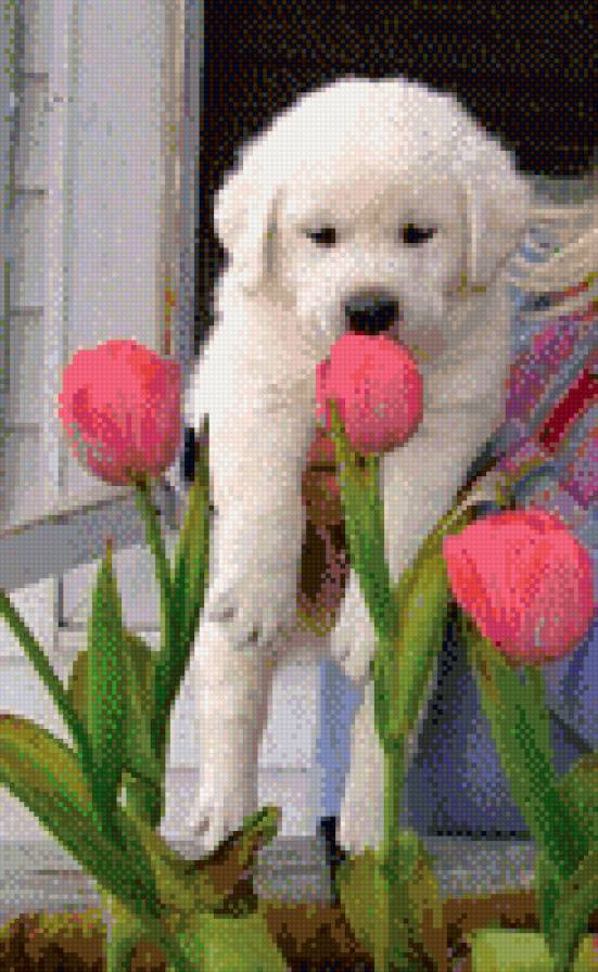 Щенок - цветы, животные, тюльпаны - предпросмотр