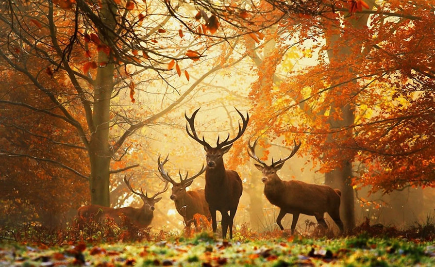 Осень - осень, олени, животные - оригинал