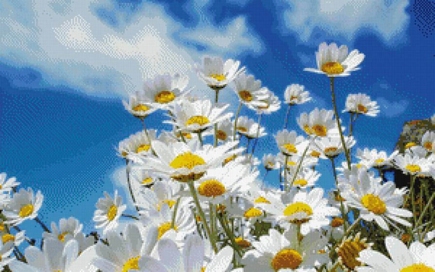 ромашки - природа - предпросмотр