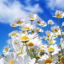 Схема вышивки «ромашки»