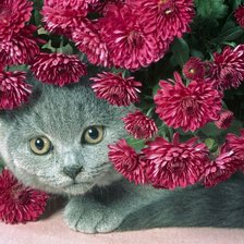 Кот флорист