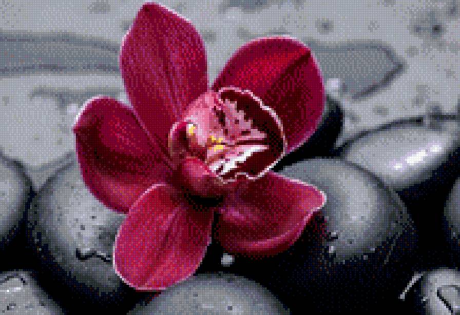 Orchid Flowers - схемы вышивки - предпросмотр