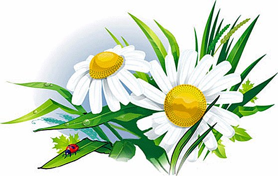 Ромашки_1 - картины, схемы вышивки - оригинал