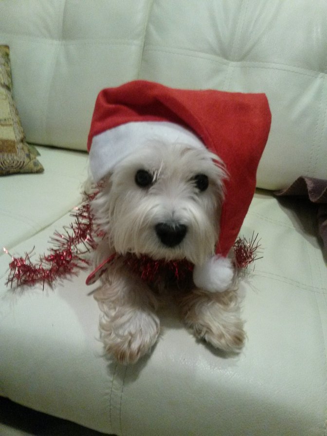 Вест хайленд - оригинал