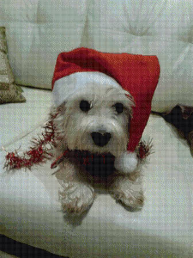 Вест хайленд - предпросмотр