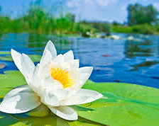 Схема вышивки «Kрасивые цветы_6»