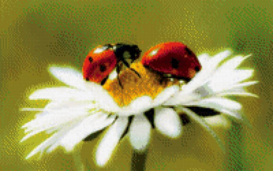 Kрасивые цветы_17 - схемы вышивки, картины, цветы - предпросмотр