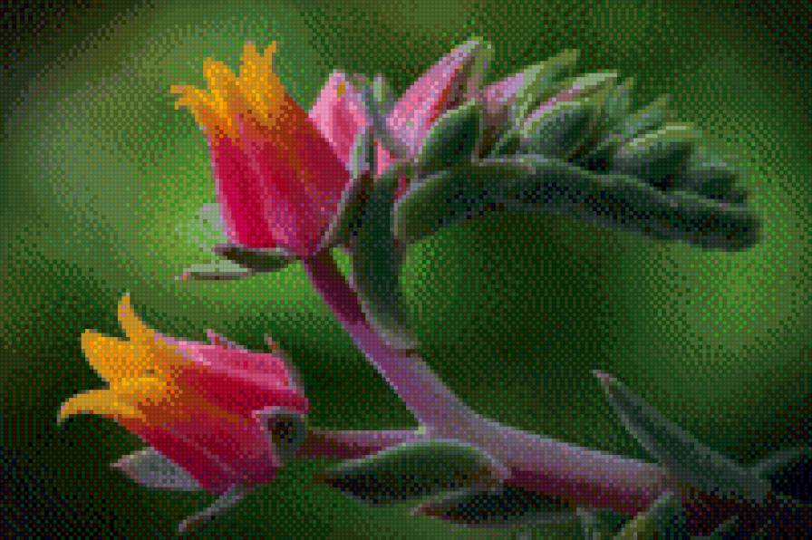 Kрасивые цветы_31 - цветы, схемы вышивки, картины - предпросмотр